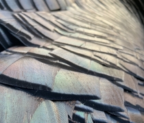 turkey feathers