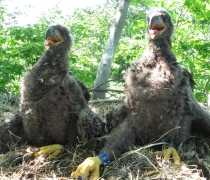 Two young eagles in the nest