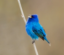 A bright blue bird with black feathers on it's wings calling from a small twig