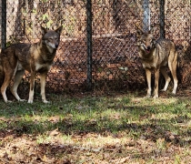 Two 3-year old Red Wolf male siblings stand in front of the chain link steel fencing at the Sewee Visitor and Environmental Education Center. ngered Red Wolf