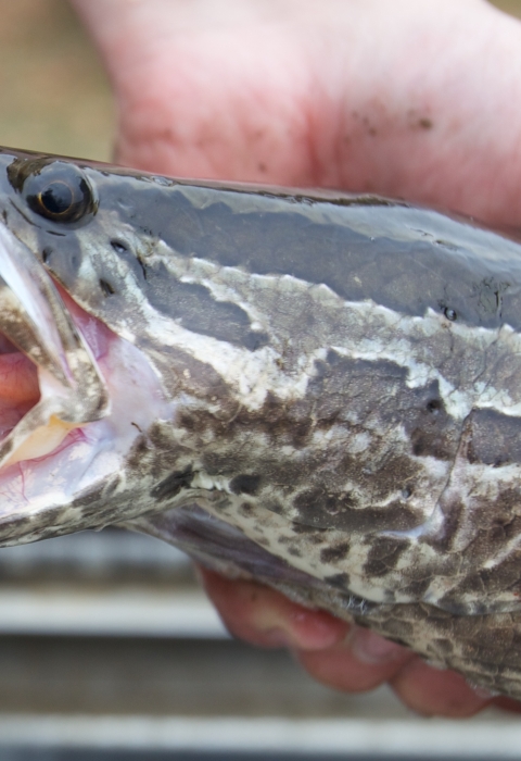 Close up of Northern Snakehead head and teeth