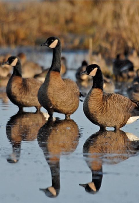 Three Dusky canada geese standing in wetland, facing the left with reflection shown. 