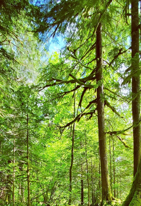 Western Oregon forest landscape with sun shining through trees