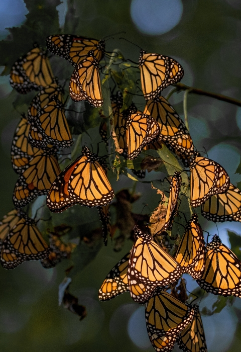 Orange and black butterflies hang in a group on a tree.