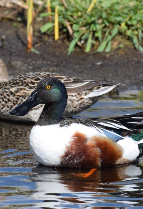 A pair of ducks, one with a green head and white breast, the other brown, swim near shore.