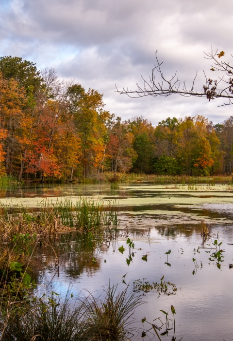  a body of water in swamp habitat surrounded by fall foliage.