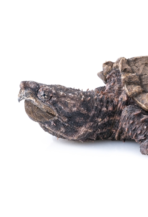Full shot of an alligator snapping turtle on white background