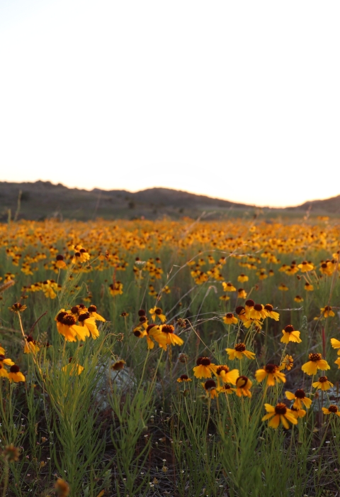 A field of yellow flowers blankets a grassland with small hills in the background. The setting sun casts a yellow hue over the field