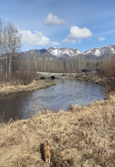 Looking upstream from a distance at two old metal culverts on a road crossing, with mountains in the background.