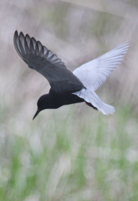 black tern hovering at Missisquoi NWR
