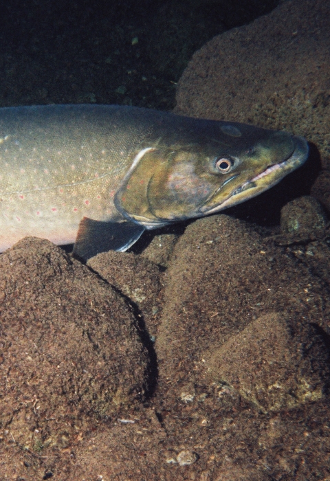 Bull trout