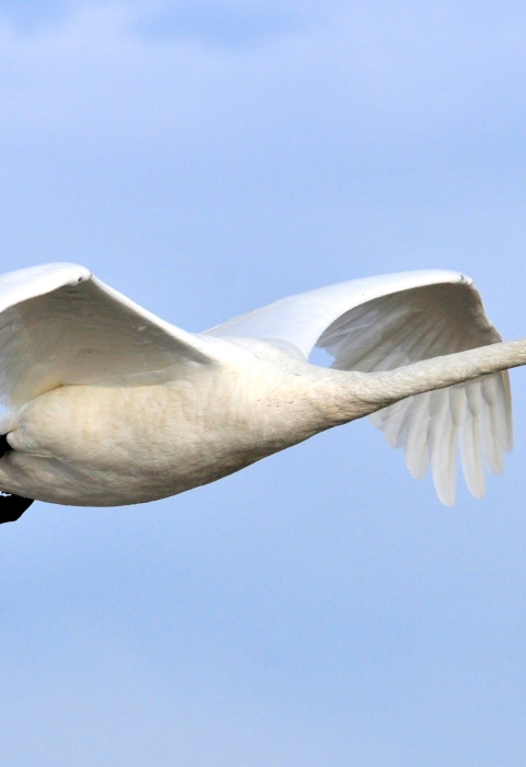 Large white bird with black beak and black feet in flight.