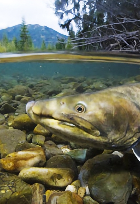 Bull trout