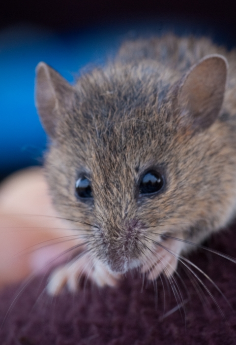 Close up of a small mouse