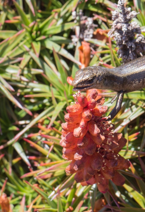 A southern snow skink obtains nectar