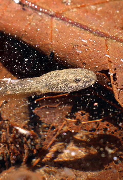 Underwater photo of a tadpole swimming in a creek