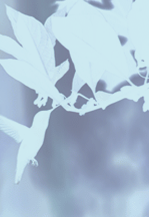 Hummingbirdbanner