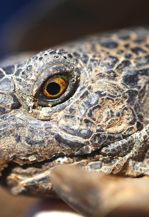 closeup of an adult desert tortoise's face