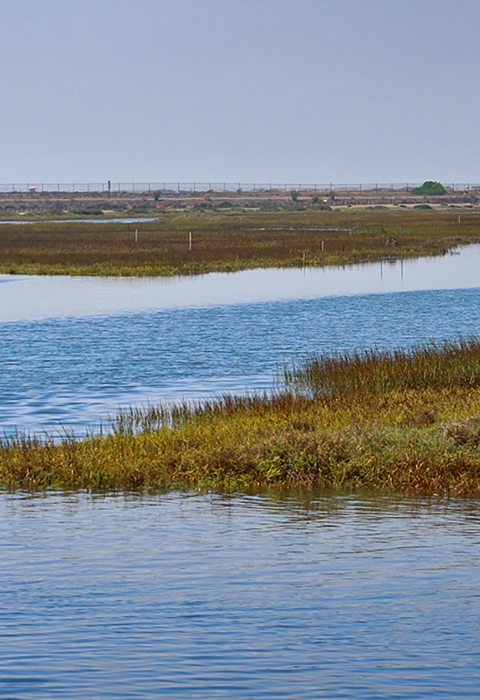 Landscape of bay with green marshland