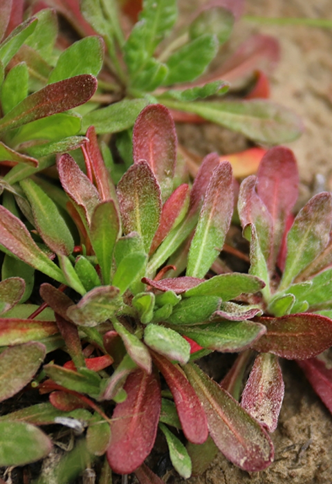 A plant with green and red flowers