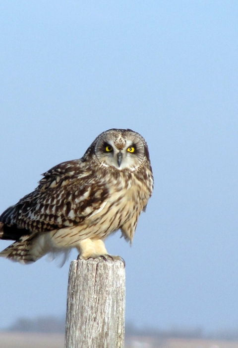 Short-eared owl perched on a post