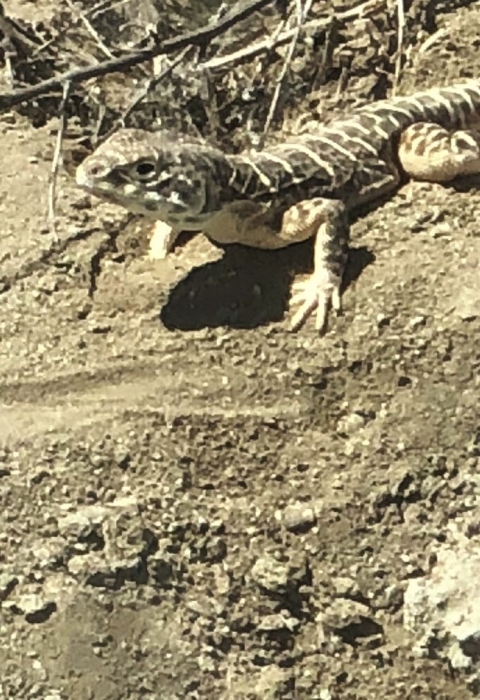 Two lizards at a burrow.