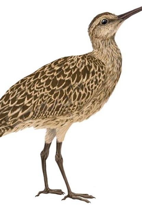 brown and tan bird with a long curved bill