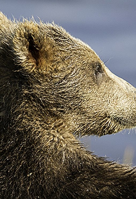A brown bear standing and touching a piece of light green vegetation with water in the background