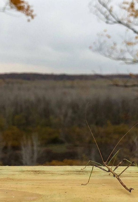 A spindly walking stick bug on a horizontal wooden rail looking out over a wooded flood plain