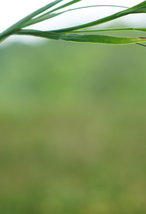 Green plant with a small white flower