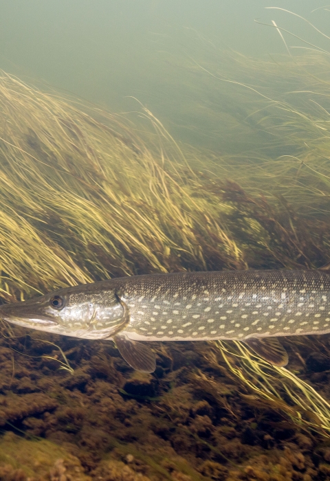 A northern pike swims along a grass covered stream bed. The fish is long and slender, dark in color, with white spots. 