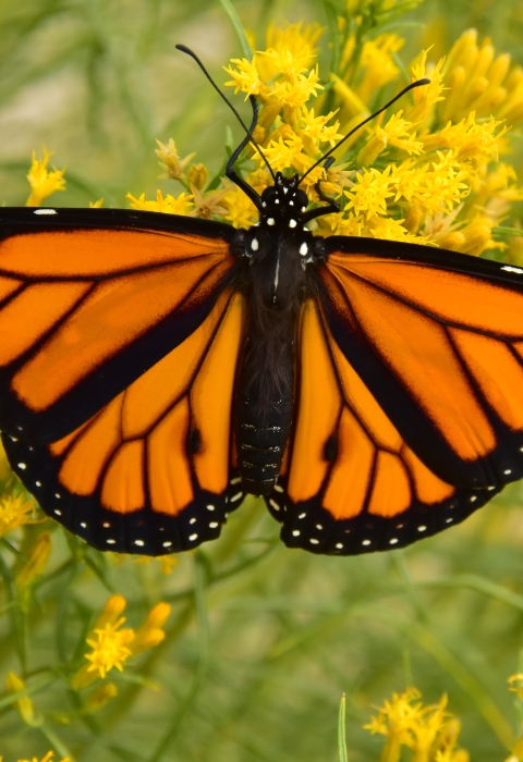 Male monarch butterfly on rabbitbrush