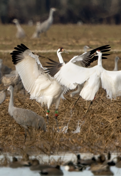Sandhill and Whooping Cranes