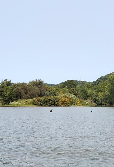Captina Island rises from the Ohio River