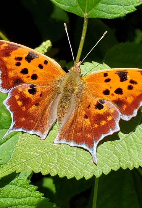 A Question mark Butterfly in the woods on Letart Island
