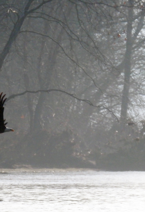 Bald Eagle at Neal Island