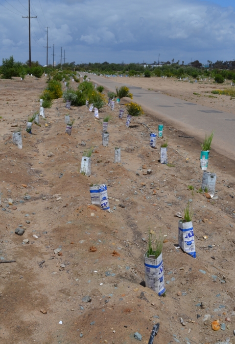 A field next to a paved road with native tree plantings that have a cone around them. 
