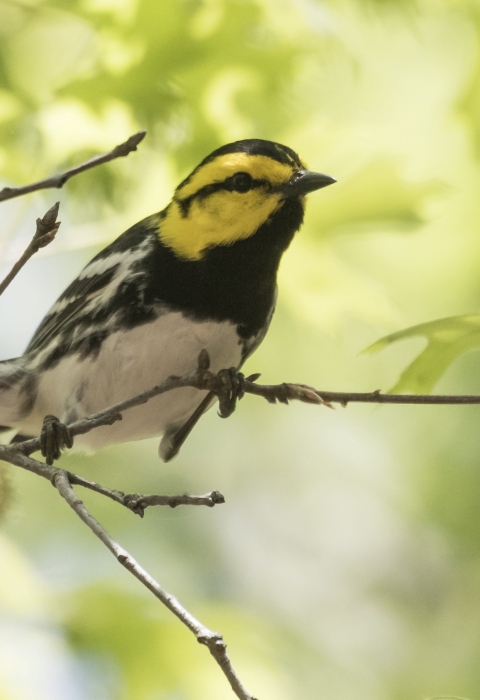 a small black, white and yellow bird perched on a tree branch