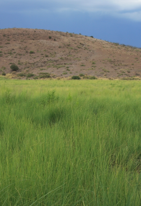 A field of grass is pictured in front of a hilltop with a dark blue sky.