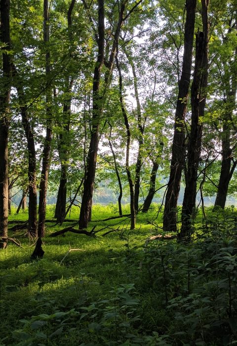 Forest and green grass along the edge of a river