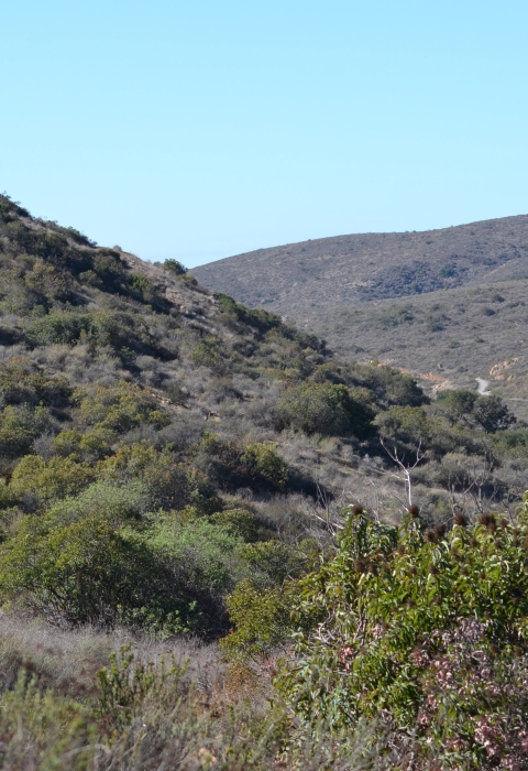 Coastal sage scrub; mountain slope coming down from left to right. 