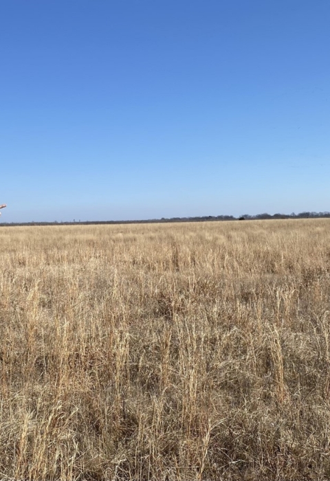 Male wildlife biologist points to a skein of snow geese crossing high above the Howell Tract.