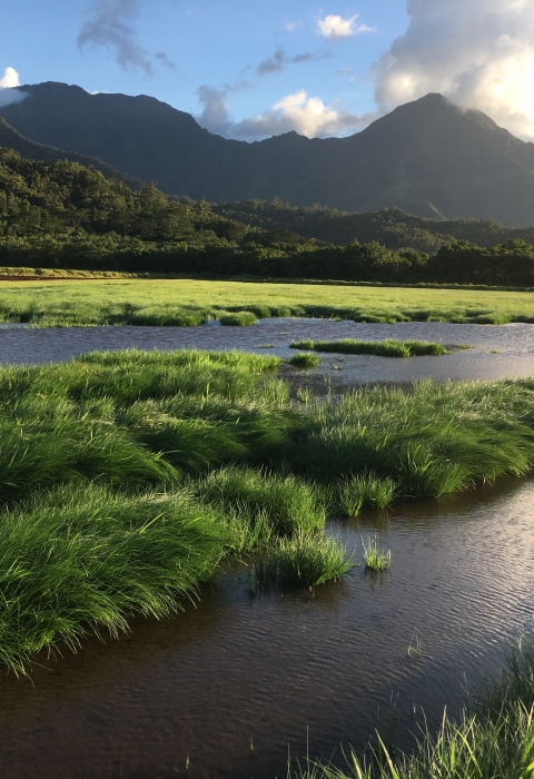 Wetlands and marsh lay within the valley of Hanalei. The sun sets behind the mountains, painting the clouds in yellow and gold. 