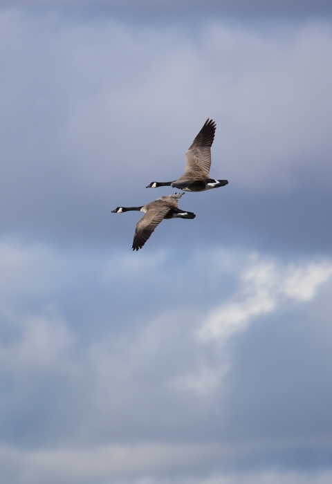 Two Canada geese flying in the air