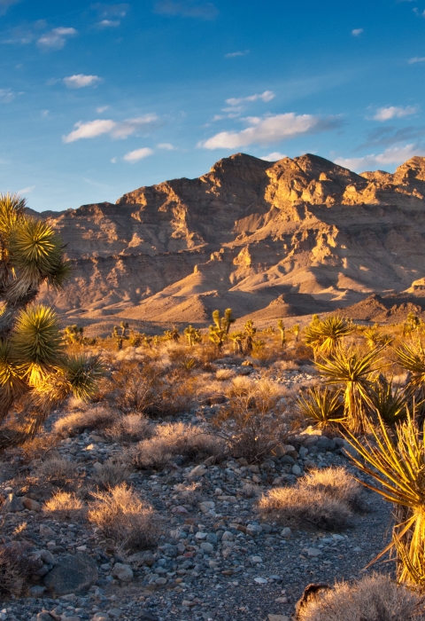 Joshua tree and mojave yucca plants in the foreground; mountains rising in the background