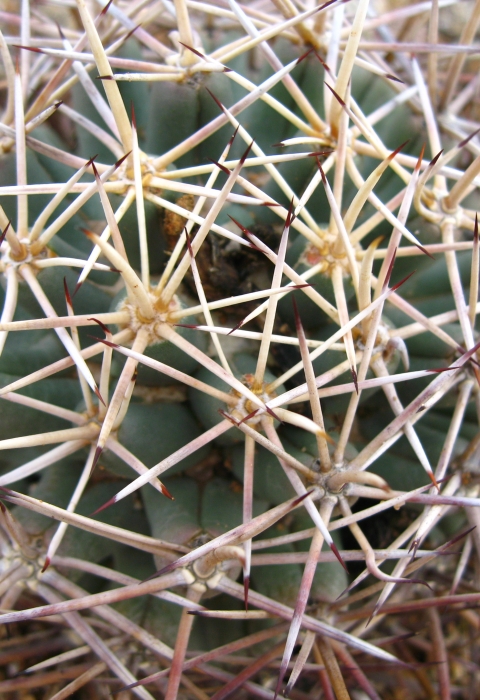 a closeup of a Pima pineapple cactus with long, thick spines