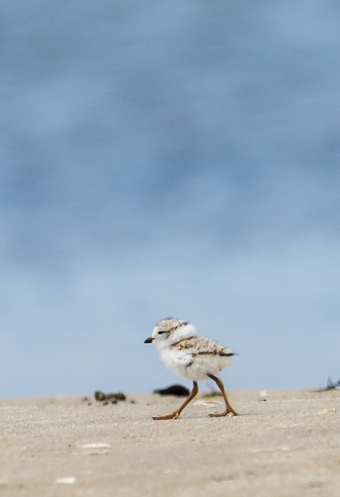 Two piping plover chicks walking on the beach