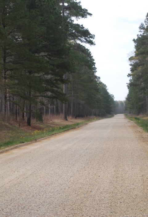 Refuge Access Road - Felsenthal NWR 