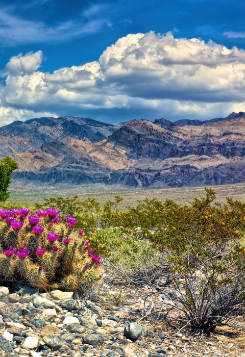 Hedgehog Cactus blooming with mountains in distance
