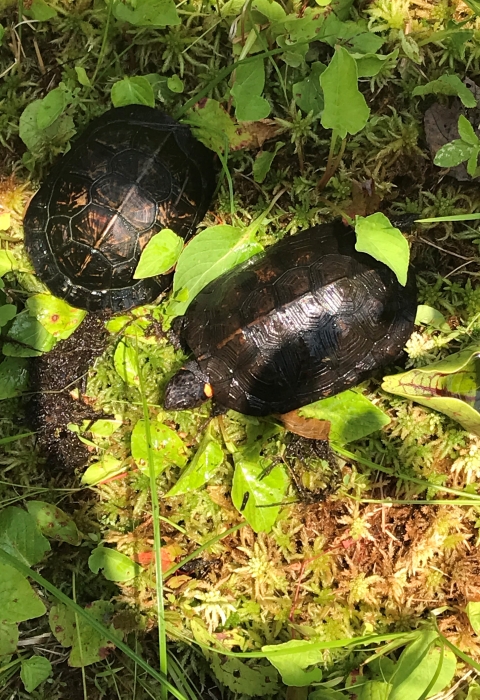 Bog turtles at Chattahoochee Forest NFH